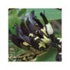 Kennedia Nigricans (pois Corail Noir) Taille Pot De 2 Litres - 80/100 Cm - Jaune -VIDA Plantes Magasin 64038b651ca881.23094845