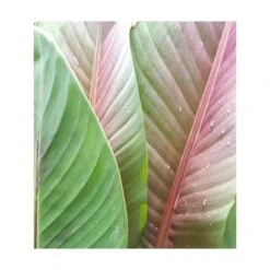Bananier Musa Sikkimensis Rouge - Taille Pot De 6 Litres - 80/100 Cm -VIDA Plantes Magasin 64038b6641c2c4.81760865