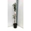 Acca Sellowiana (feijoa Ou Goyave Ananas) Rouge - Taille Pot De 9 Litres - 80/100 Cm -VIDA Plantes Magasin 64038b6a366b91.37759049