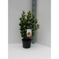 Acca Sellowiana (feijoa Ou Goyave Ananas) Rouge - Taille Pot De 9 Litres - 80/100 Cm -VIDA Plantes Magasin 64038b6a3b0d12.82589094
