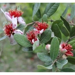 Acca Sellowiana (feijoa Ou Goyave Ananas) Rouge - Taille Pot De 9 Litres - 80/100 Cm -VIDA Plantes Magasin 64038b6a41aaf7.90782527