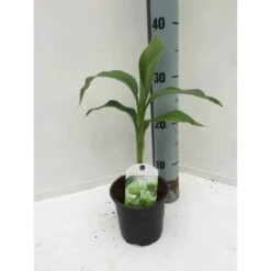 Musa Basjoo X Hybridum (bananier Rustique) Jaune - Taille Pot De 50 Litres - 120/140 Cm Multi Troncs