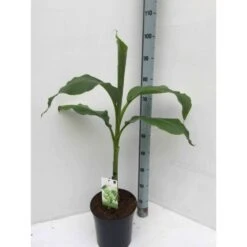 Musa Basjoo X Hybridum (bananier Rustique) Jaune - Taille Pot De 50 Litres - 120/140 Cm Multi Troncs -VIDA Plantes Magasin 64038b6dc830e9.03257074