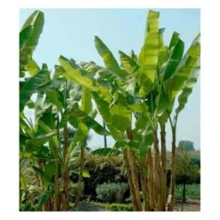 Musa Basjoo X Hybridum (bananier Rustique) Jaune - Taille Pot De 50 Litres - 120/140 Cm Multi Troncs -VIDA Plantes Magasin 64038b6dd370d7.76095433