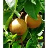 Pyrus Pyrifolia (poirier Chinois Ou Nashi) Blanc - Taille Pot De 5 Litres - 100/120 Cm -VIDA Plantes Magasin 64038b6f9470f6.50551373