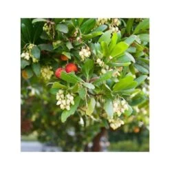 Arbutus Unedo Var. Rubra (arbousier) Blanc - Taille Pot De 2 Litres ? 30/40 Cm -VIDA Plantes Magasin 64038b70be2740.89600374