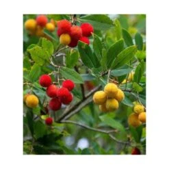 Arbutus Unedo Var. Rubra (arbousier) Blanc - Taille Pot De 2 Litres ? 30/40 Cm -VIDA Plantes Magasin 64038b70c1f563.02804112