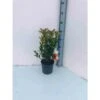 Arbutus Unedo Var. Rubra (arbousier) Blanc - Taille Pot De 2 Litres ? 30/40 Cm -VIDA Plantes Magasin 64038b70c59883.35076514