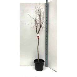 Punica Granatum (grenadier à Fruits) Rouge - Taille Pot De 17 Litres ? 160/180 Cm -VIDA Plantes Magasin 64038b794d3468.11949685