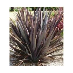 Phormium Tenax Var. Purpurea (lin De Nouvelle-zélande) Taille Pot De 6 Litres - 80/100 Cm - Jaune Et Rouge -VIDA Plantes Magasin 64038b7e56af09.73371287