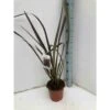 Phormium Tenax Var. Purpurea (lin De Nouvelle-zélande) Taille Pot De 6 Litres - 80/100 Cm - Jaune Et Rouge -VIDA Plantes Magasin 64038b7e5a72f8.50303400