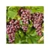 Vigne à Raisin Rouge (vitis Labrusca Spulga) Taille Pot De 2 Litres - 50/70 Cm -VIDA Plantes Magasin 64038b8013c0a0.64122449