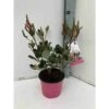 Rhaphiolepis Indica Rose - Taille Pot De 15 Litres ? 140/160 Cm -VIDA Plantes Magasin 64038b860bc8d2.93309843