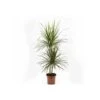 Dracaena Marginata 'green' (dragonnier) Taille Pot De 6l - 4 Pieds - 110/130cm -VIDA Plantes Magasin 64038b878d71c0.71497340
