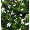Carissa Grandiflora Blanc - Taille Pot De 4 Litres - 50/70 Cm -VIDA Plantes Magasin 64038b88dde081.48857798