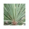 Cordyline Australis Pink Champagne Blanc - Taille Pot De 7 Litres ? 60/80 Cm -VIDA Plantes Magasin 64038b8be68613.19722658