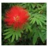Calliandra Tweedii Taille Pot De 3 Litres - 80/100 Cm -VIDA Plantes Magasin 64038b90335da4.67084299