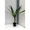 Cordyline Australis Blanc - Taille Pot De 7 Litres ? 100/120 Cm -VIDA Plantes Magasin 64038b929d5e77.21981717