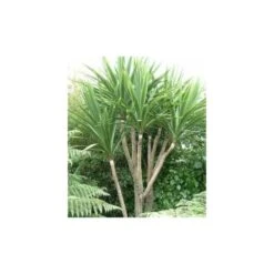 Cordyline Australis Blanc - Taille Pot De 7 Litres ? 100/120 Cm -VIDA Plantes Magasin 64038b92a6b338.42905672