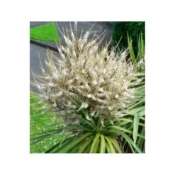 Cordyline Australis Blanc - Taille Pot De 7 Litres ? 100/120 Cm -VIDA Plantes Magasin 64038b92aa5d03.85365478