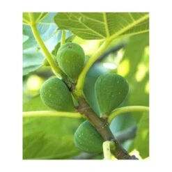 Ficus Carica (figuier) Blanc - Taille Pot De 5 Litres ? 80/100 Cm -VIDA Plantes Magasin 64038b954fb694.54877303