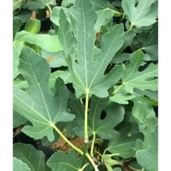 Ficus Carica (figuier) Blanc - Taille Pot De 5 Litres ? 80/100 Cm -VIDA Plantes Magasin 64038b955ffd22.54349580