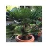 Trachycarpus Wagnerianus (palmier De Chusan, Palmier Moulin à Vent) Pot De 7 Litres - 40/60 Cm -VIDA Plantes Magasin 64038b9732daa9.03078204