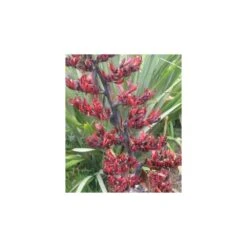 Phormium Tenax (lin De Nouvelle-zélande) Taille Pot De 6 Litres - 80/100 Cm - Jaune Et Rouge -VIDA Plantes Magasin 64038b99050997.37885403