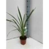 Phormium Tenax (lin De Nouvelle-zélande) Taille Pot De 6 Litres - 80/100 Cm - Jaune Et Rouge -VIDA Plantes Magasin 64038b99120aa2.44312797