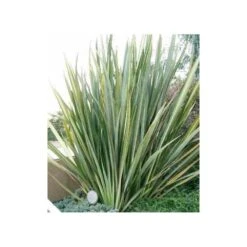 Phormium Tenax (lin De Nouvelle-zélande) Taille Pot De 6 Litres - 80/100 Cm - Jaune Et Rouge -VIDA Plantes Magasin 64038b99176297.65900660