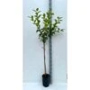 Diospyros Kaki Var.fuyu (plaqueminier) Taille Pot De 3 Litres - 80/100 Cm - Jaune -VIDA Plantes Magasin 64038b9bd192a7.96246014