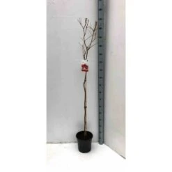 Punica Granatum (grenadier à Fruits) Taille Pot De 2 Litres ? 40/60 Cm - Rouge -VIDA Plantes Magasin 64038b9e59cdc7.67798568