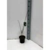 Asimina Triloba (paw Paw) Violet - Taille Pot De 3 Litres ? 60/80 Cm -VIDA Plantes Magasin 64038b9f9c3810.13682460