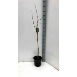 Asimina Triloba (paw Paw) Violet - Taille Pot De 3 Litres ? 60/80 Cm -VIDA Plantes Magasin 64038b9fb3ae60.80856107