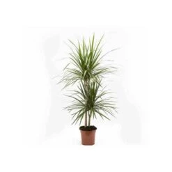 Dracaena Marginata 'green' (dragonnier) Taille Pot De 80l - Total 175/200cm