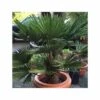Kit 3 Trachycarpus Wagnerianus Pour Création De Bosquet -VIDA Plantes Magasin 64038ba9e89064.34311209