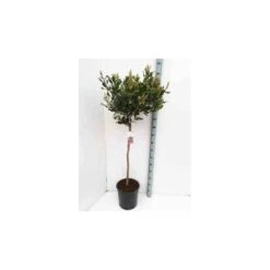 Rhaphiolepis Indica Taille Pot De 2 Litres ? 20/30 Cm - Rose -VIDA Plantes Magasin 64038baf408e41.88048365