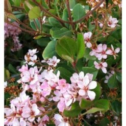 Rhaphiolepis Indica Taille Pot De 2 Litres ? 20/30 Cm - Rose -VIDA Plantes Magasin 64038baf4762c1.44792849