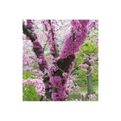 Cercis Siliquastrum (arbre De Judée) Taille Pot De 6 Litres - 140/150cm - Rose -VIDA Plantes Magasin 64038bb247d584.22301656