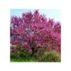 Cercis Siliquastrum (arbre De Judée) Taille Pot De 6 Litres - 140/150cm - Rose -VIDA Plantes Magasin 64038bb24c1235.57034104