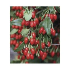 Lycium Barbarum (goji) Taille Pot De 2 Litres - 50/70 Cm - Rouge -VIDA Plantes Magasin 64038bb53d9ee8.21730630