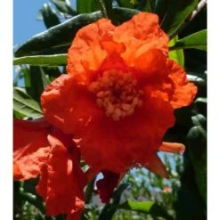 Punica Granatum Adulte (grenadier à Fruits) Rouge - Taille Pot 65l - 150/175cm - Peri 20/25 -VIDA Plantes Magasin 64038bb918bb94.17283606