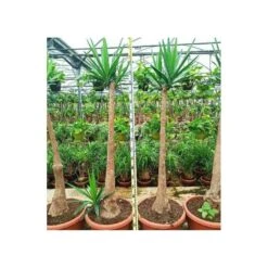 Yucca Elephantipes (yucca Pied D'éléphant) Blanc - Taille Pot De 65l - 180/200cm -VIDA Plantes Magasin 64038bba6ce170.63708383
