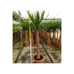 Yucca Elephantipes (yucca Pied D'éléphant) Blanc - Taille Pot De 65l - 180/200cm -VIDA Plantes Magasin 64038bba7ae4d2.63862685