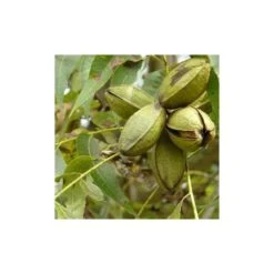 Carya Illinoinensis Adulte (noix De Pecan, Pacanier) Vert - Taille Pot De 25l - 160/180cm -VIDA Plantes Magasin 64038bc1ed1d10.59943051