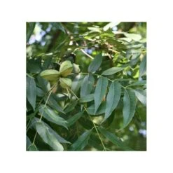 Carya Illinoinensis Adulte (noix De Pecan, Pacanier) Vert - Taille Pot De 25l - 160/180cm -VIDA Plantes Magasin 64038bc2001e68.17504456