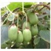 Actinidia Arguta Issai ( Kiwai, Nergi, Kiwi De Sibérie, Kiwi Nain) Taille Pot De 2 Litres ? 40/60 Cm -VIDA Plantes Magasin 64038bc662e769.07064365