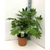 Fatsia Japonica (aralia Du Japon) Blanc - Taille Pot De 14l - 80/100 Cm -VIDA Plantes Magasin 64038bc7da0445.44655797