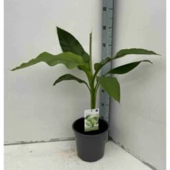 Musa Basjoo Sp. Sapporo Specimen (bananier Rustique) Jaune - Taille Pot De 50 Litres - 120/140 Cm Multi Troncs -VIDA Plantes Magasin 64038bc9434b62.44229865