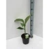 Musa Basjoo Sakhalin (bananier Rustique) Jaune - Taille Pot De 2 Litres ? 30/40 Cm -VIDA Plantes Magasin 64038bcac2bb98.79458052